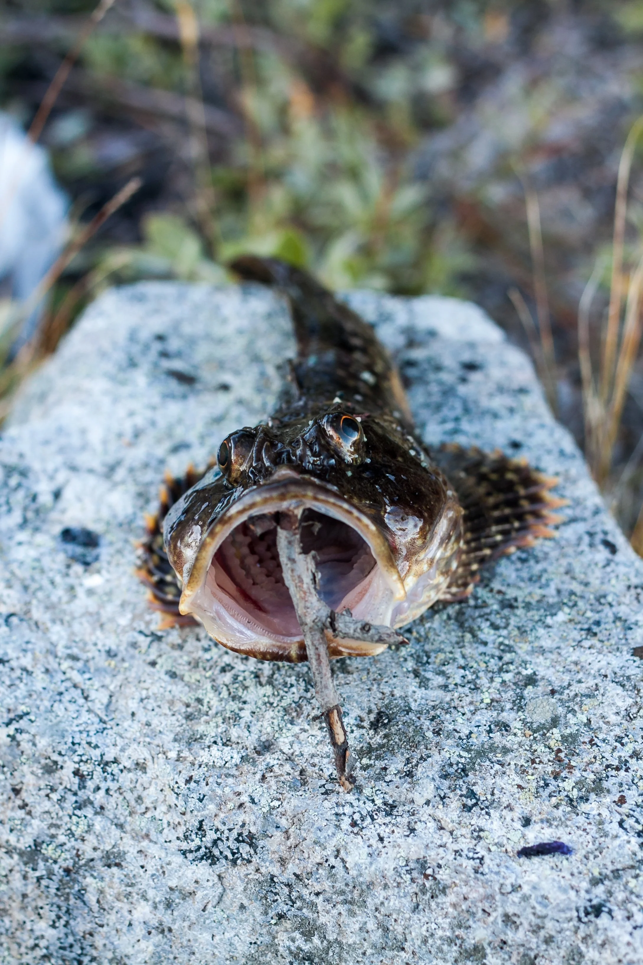 Ein Fisch liegt auf einem Felsen, der Fisch hat den Mund weit geöffnet und hält einen kleinen Fisch im Maul.