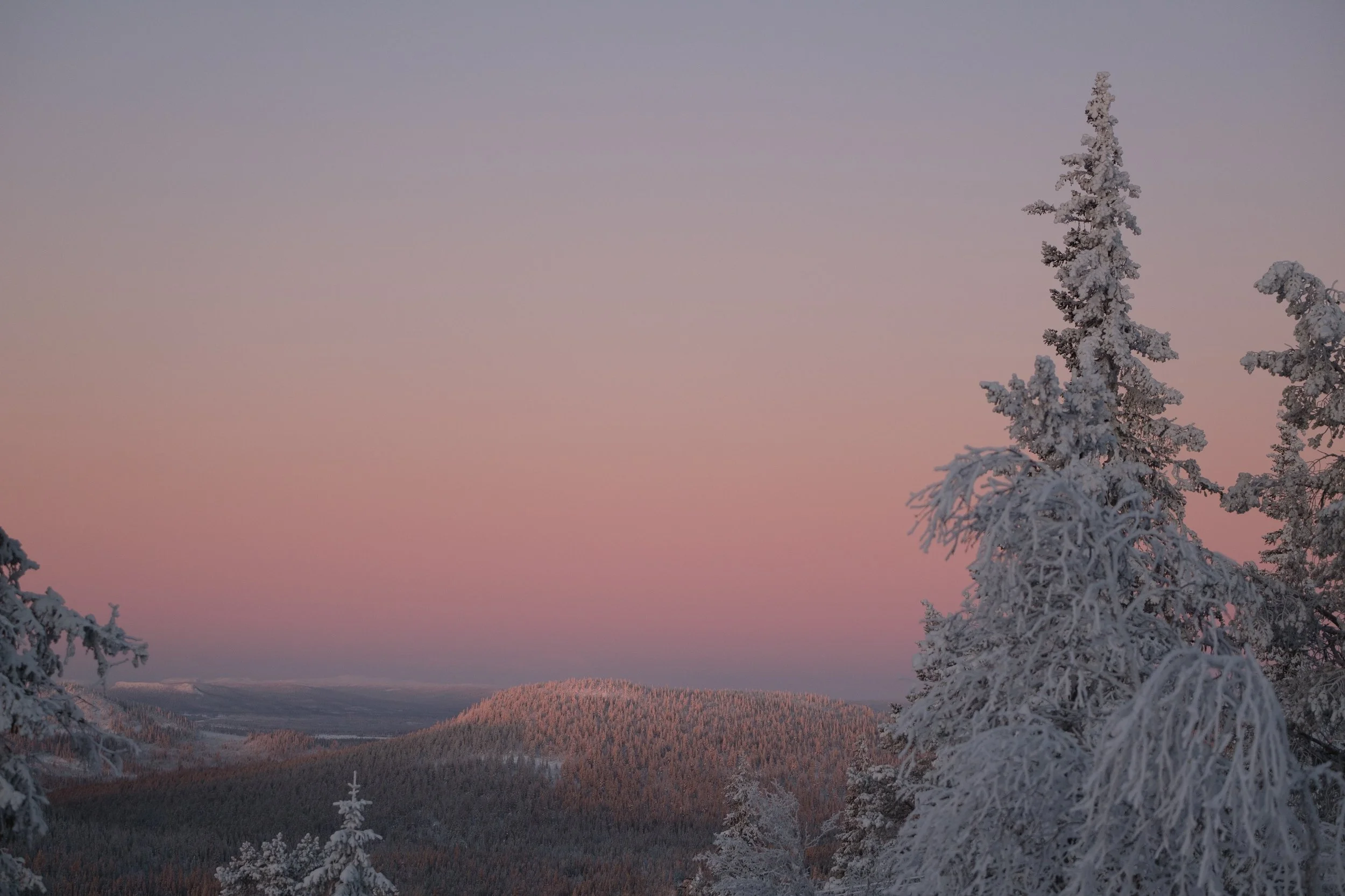 Winterliche Landschaft mit Schneebedeckten Bäumen und sanften Hügeln im Abendlicht, Himmel in Pastellfarben
